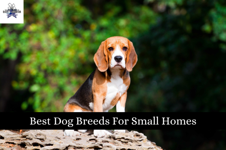 Best Dog Breeds For Small Homes