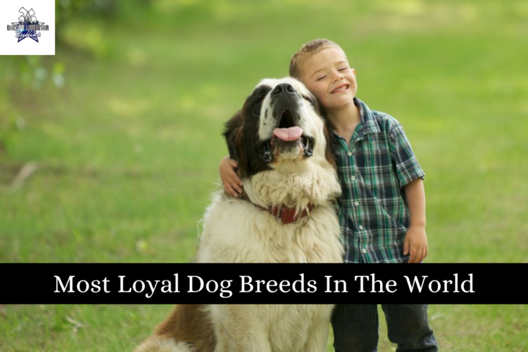 Most Loyal Dog Breeds In The World