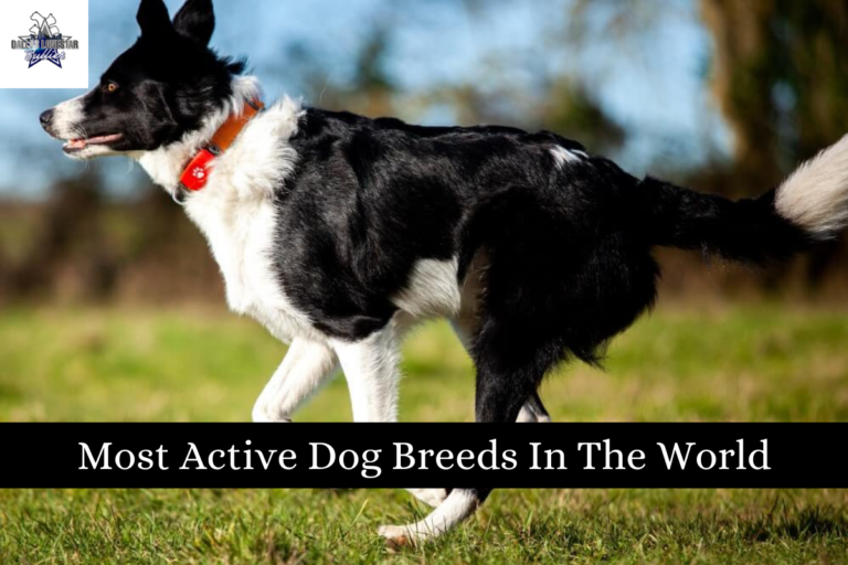 Most Active Dog Breeds In The World