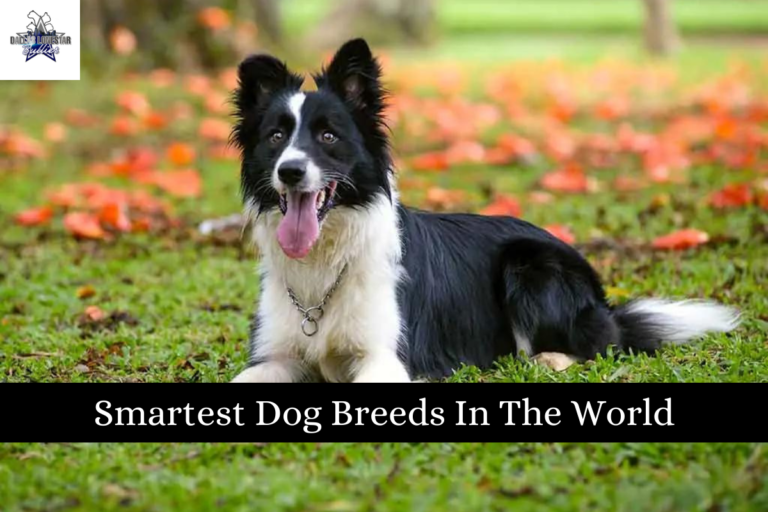 Smartest Dog Breeds In The World