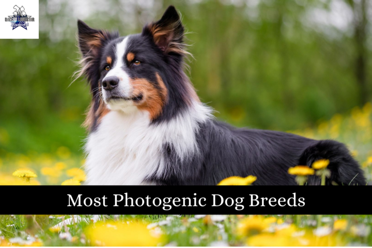 Most Photogenic Dog Breeds