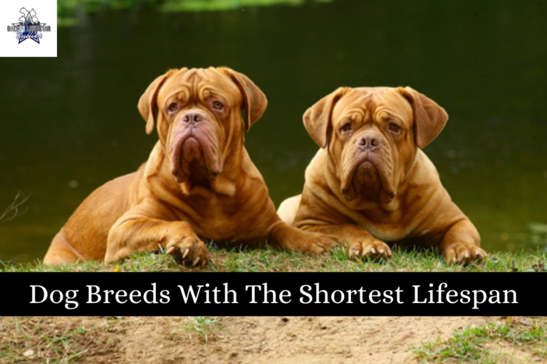 Dog Breeds With The Shortest Lifespan